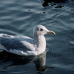 Glaucous-winged Gull